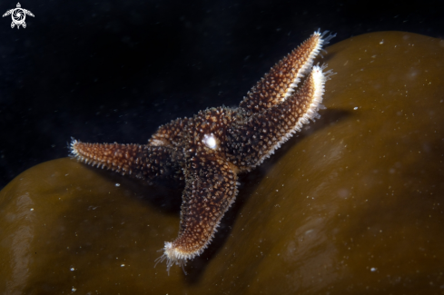 A Sea star