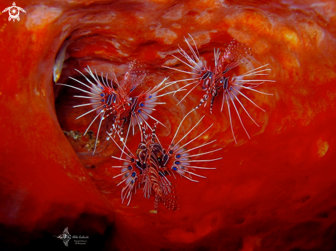 A Lionfish