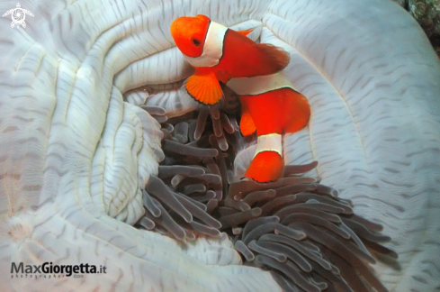 A clown fish | 