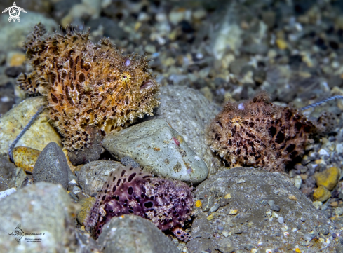 A Hairy Frogfish