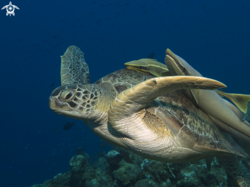 A Chelonia mydas | Green Sea Turtle