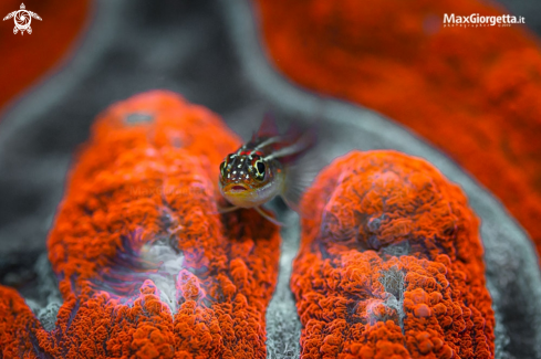 A red goby