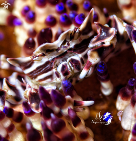 A Zebra crabs 