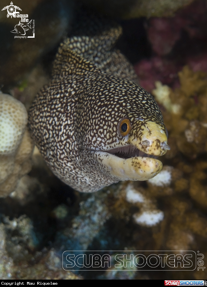 A Abbott's Moray Eel
