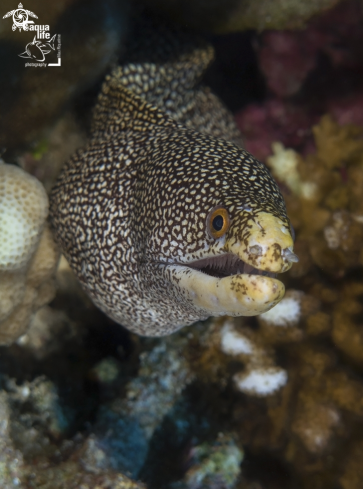 A Abbott's Moray Eel