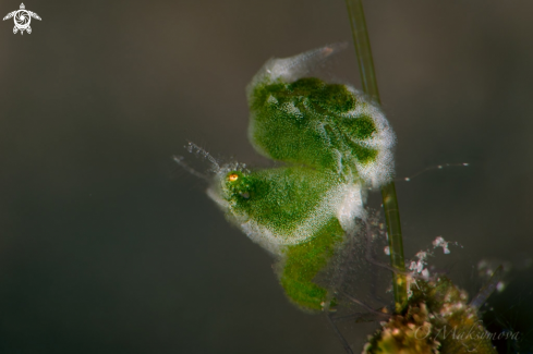 A Green Hairy Shrimp (Phycocaris sp.)