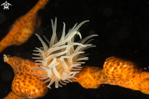 A Soft coral close up