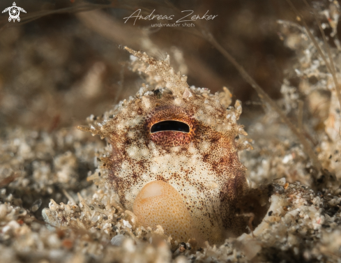 A Coconut octopus