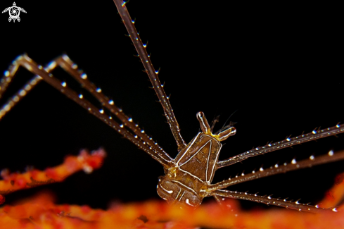 A Deep Sea Squat Lobster