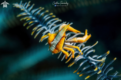 A Squat lobster