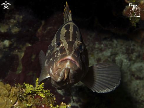 A Epinephelus striatus | Nassau Grouper