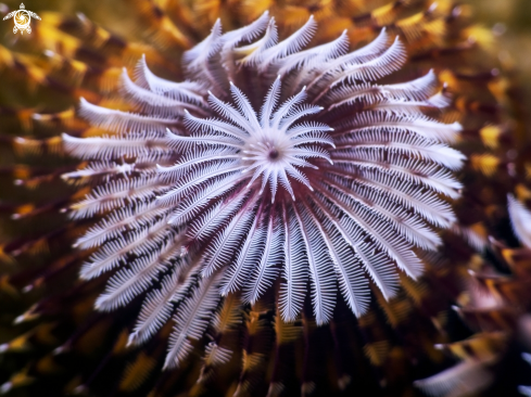 A Spirobranchus giganteus | Christmas Tree Worm