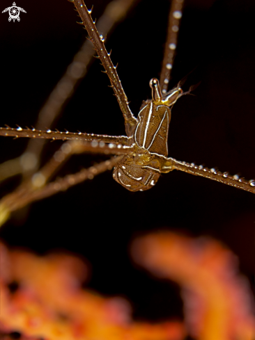 A Deep Sea Squat Lobster