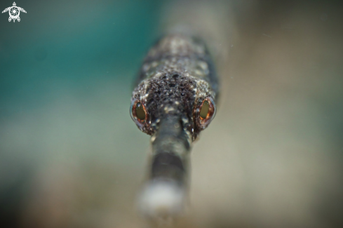 A Stick pipefish