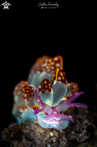 A Cyerce kikutarobabai | Nudibranch