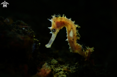 A Thorny seahorse