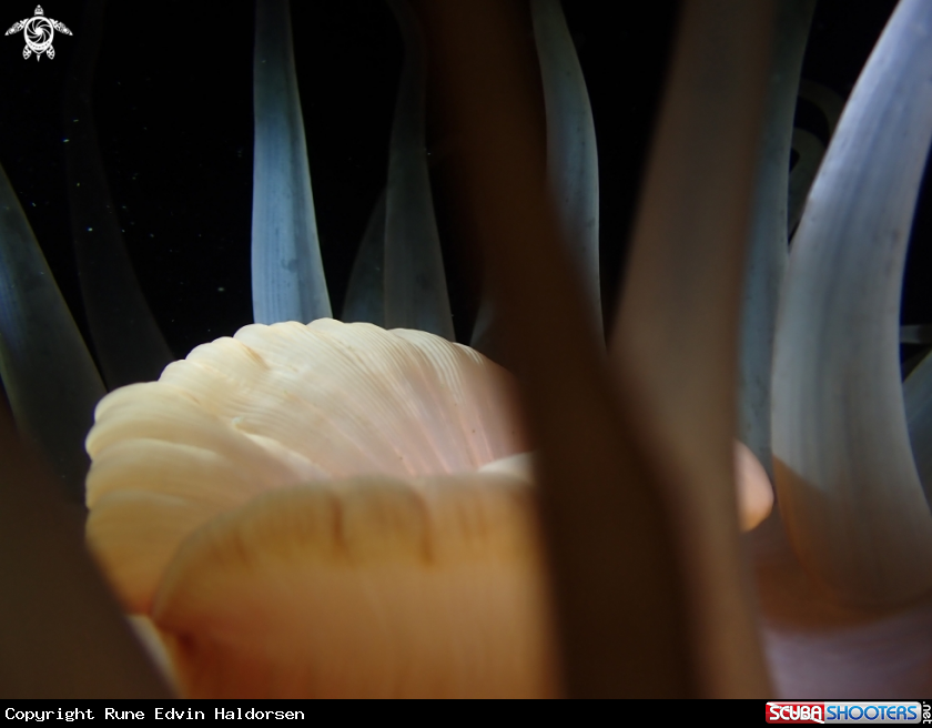 A deeplet sea anemone