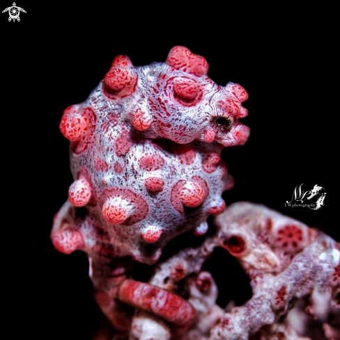 A Hippocampus bargibanti | Pygmy seahorse