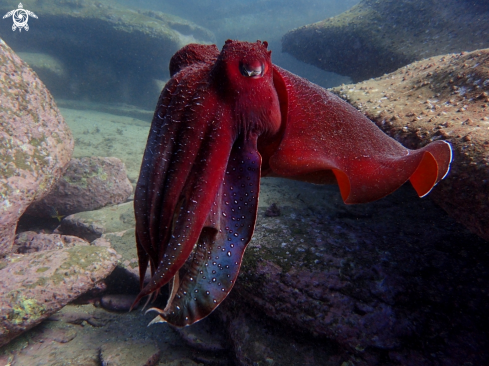 A Australian giant cuttlefish