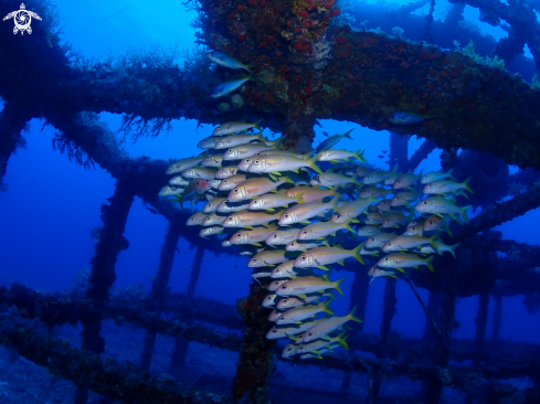 A goatfish