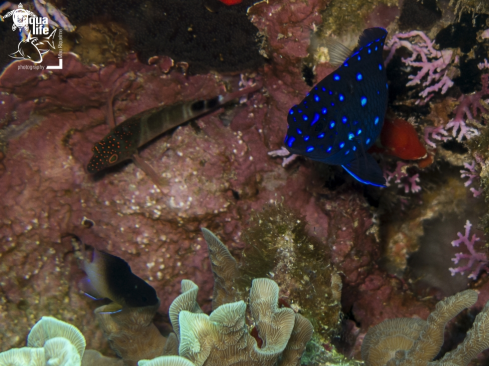 A Microspathodon chrysurus, Stegastes partitus, Amblycirrhitus pinos | Juvenile Yellowtail Damselfish, Juvenile Bicolor Damselfish, 