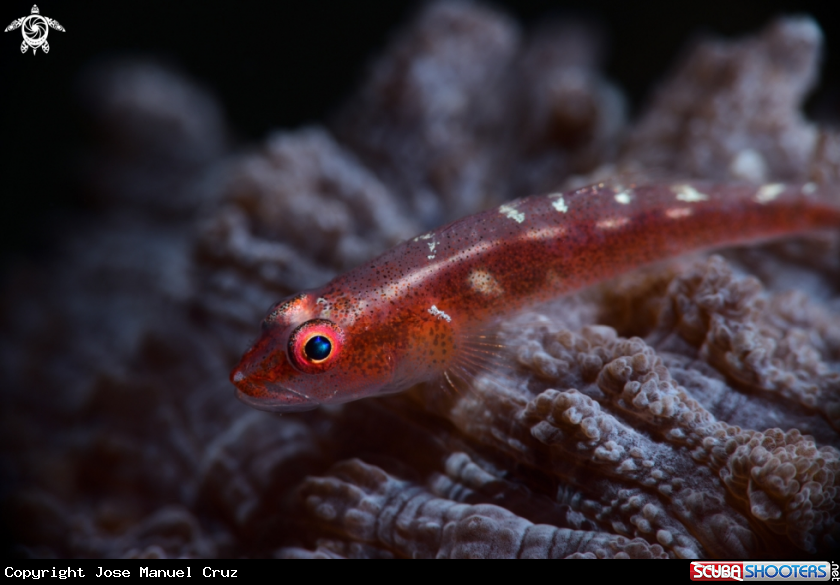 A Large Whip Goby