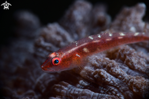 A Large Whip Goby