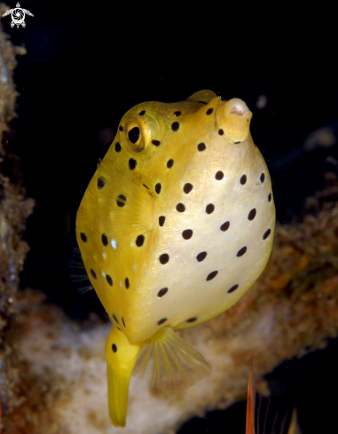 A yellow boxfish