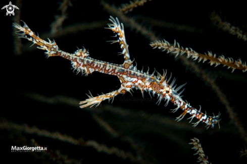 A Ghostpipefish