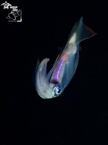 A Onychoteuthidae | Clubhook Squid