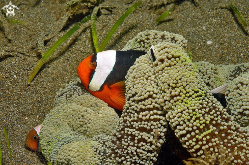 A clown anemone fish