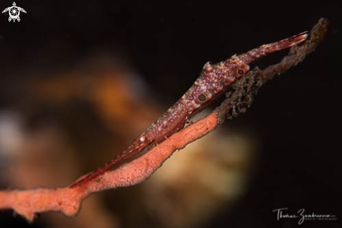 A Ocellated Tozeuma Shrimp 