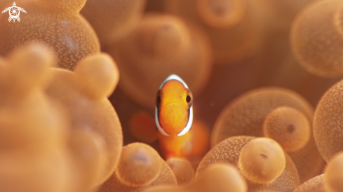 A Red sea anemonefish