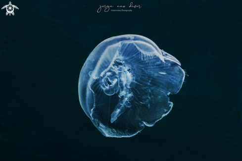 A Aurelia aurita | Moon jelly