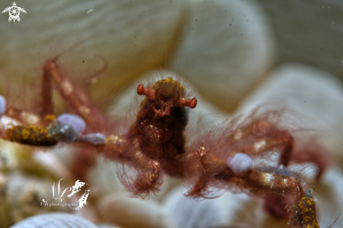 A Orangutan crab 