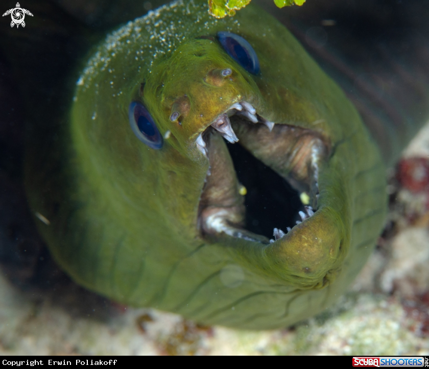 A green moray eel