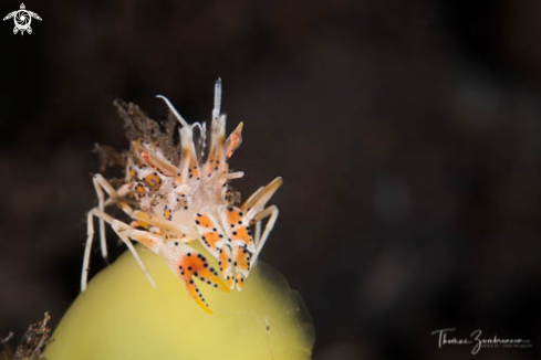 A Tiger Shrimp 