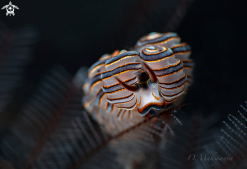 A Nudibranch Doto greenamyeri  