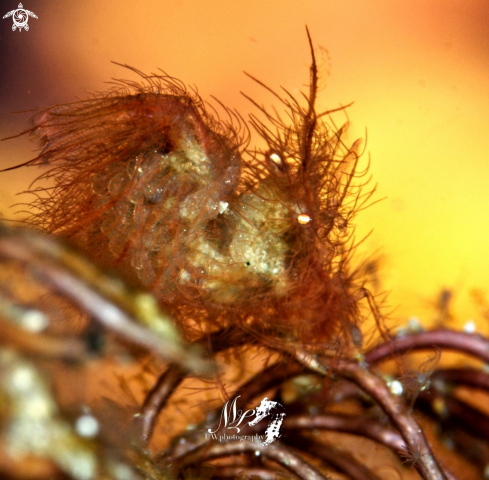 A phycocaris simulans | Hairy Shrimp 