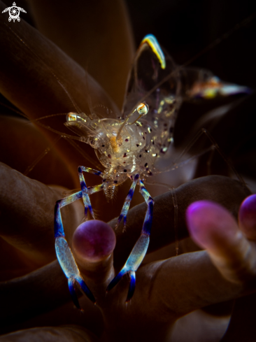 A Ancylocaris brevicarpalis | Clown Anemone Shrimp