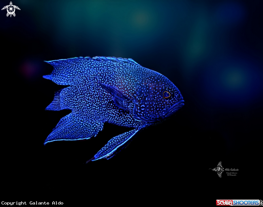 A Western Blue Devil  Fish