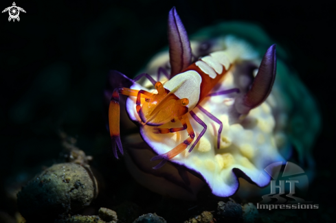 A Zenopontonia rex atop Goniobranchus hintuanensis | Emperor shrimp