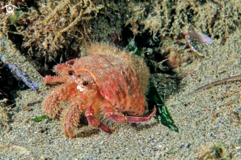 A underwater creature