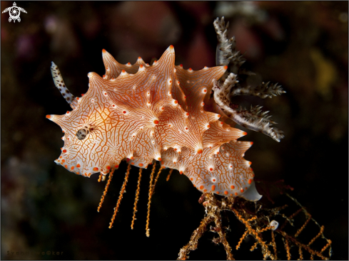 A Halgerda nudibranch