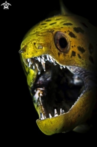 A Fimriated moray eel