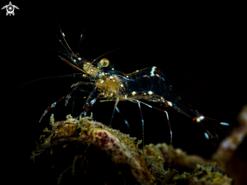 A Glass Cleaner Shrimp 