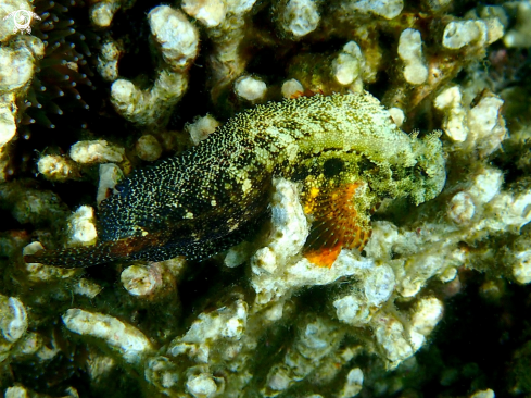 A Searam blenny