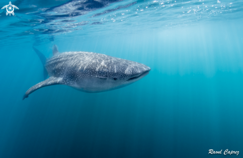 A Whaleshark