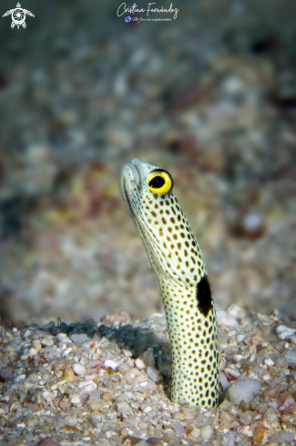 A Garden eel