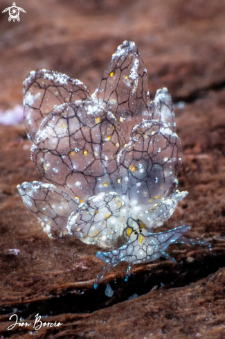 A Butterfly nudi